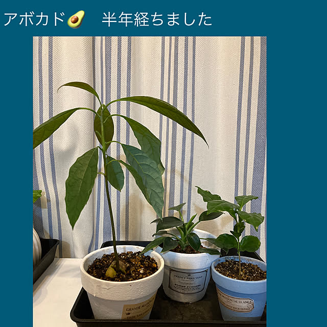 akezouさんの実例写真