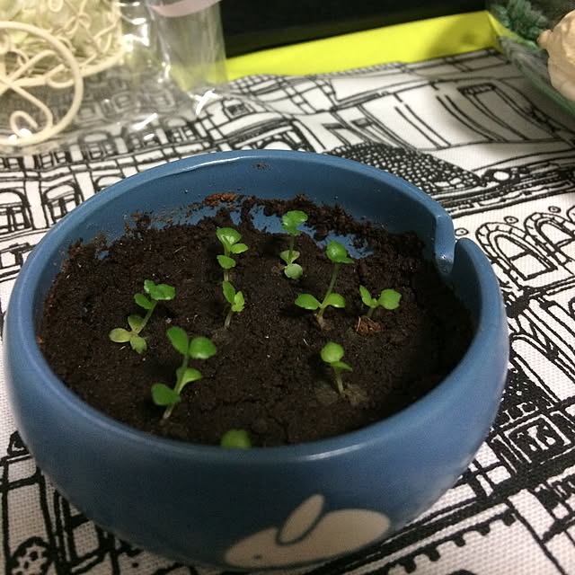 rieさんの実例写真