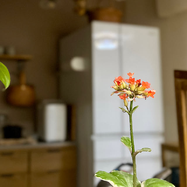 saahannさんの部屋