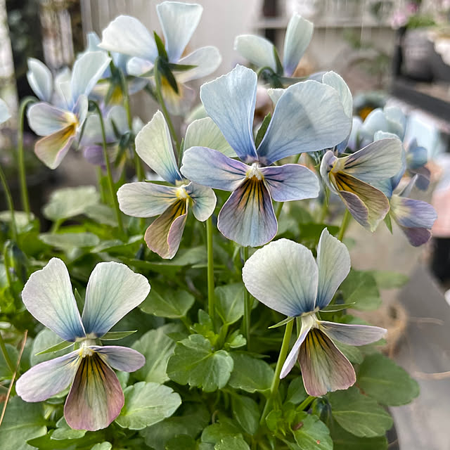 shiropenguinさんの部屋