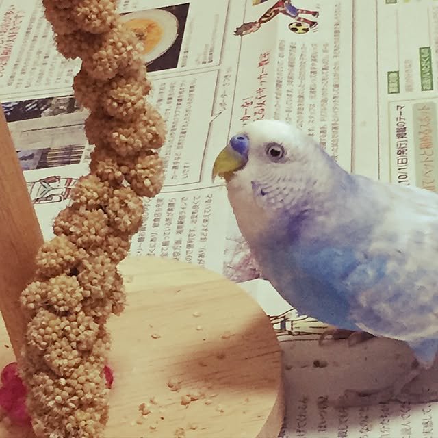 toratanさんの実例写真