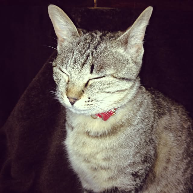 naochinさんの実例写真