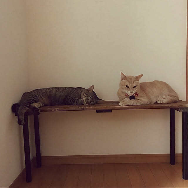 mikan161さんの実例写真