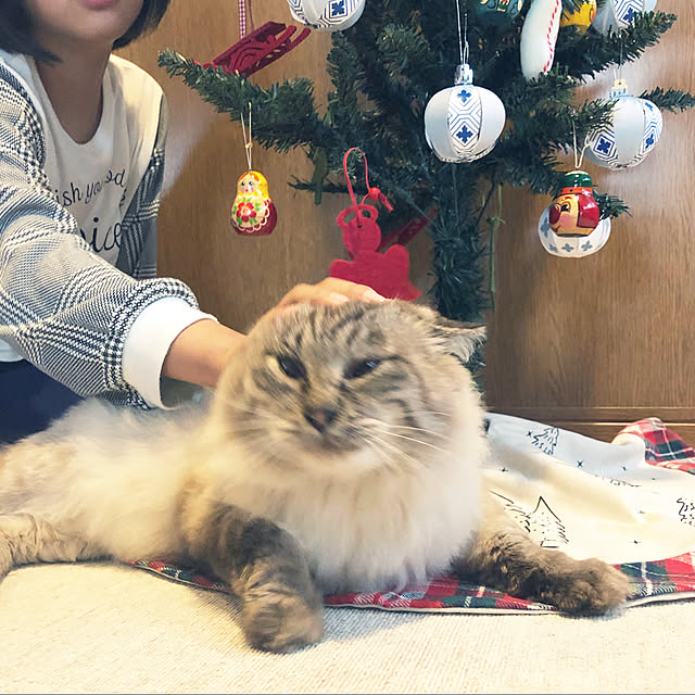tommyさんの実例写真