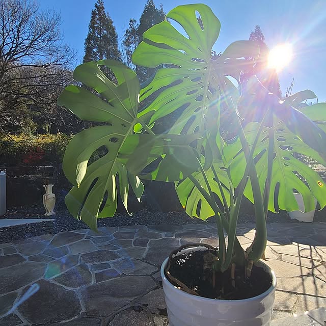 Rubiconさんの実例写真