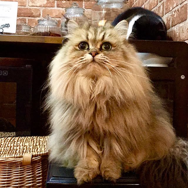 butachanさんの実例写真