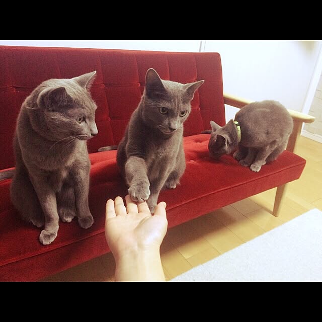 roshi3さんの実例写真