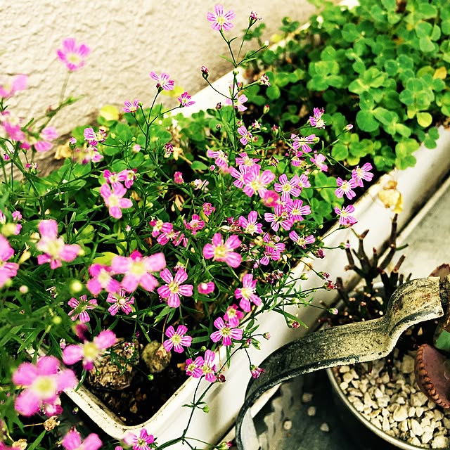 HannaGreenさんの実例写真