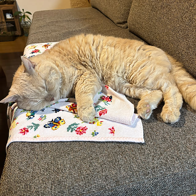 naokoさんの実例写真