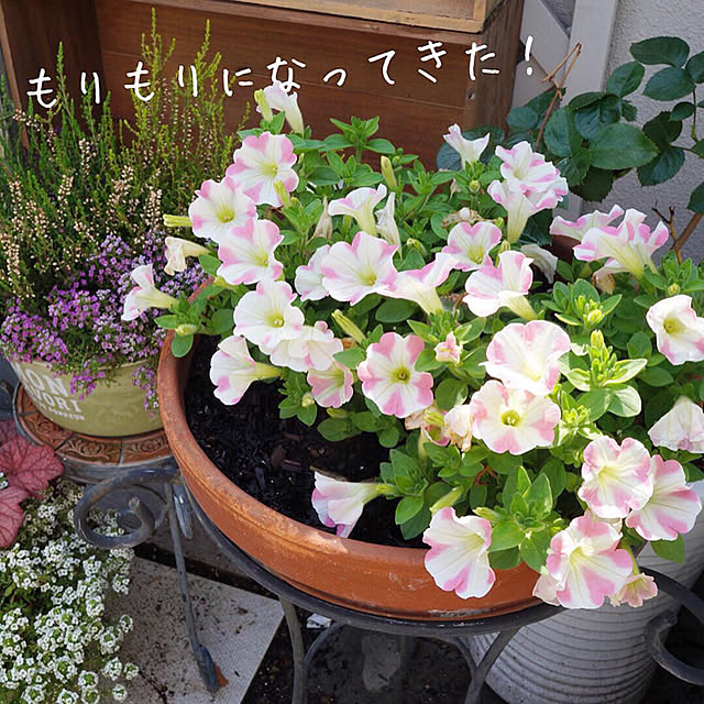 r_6cafeさんの実例写真