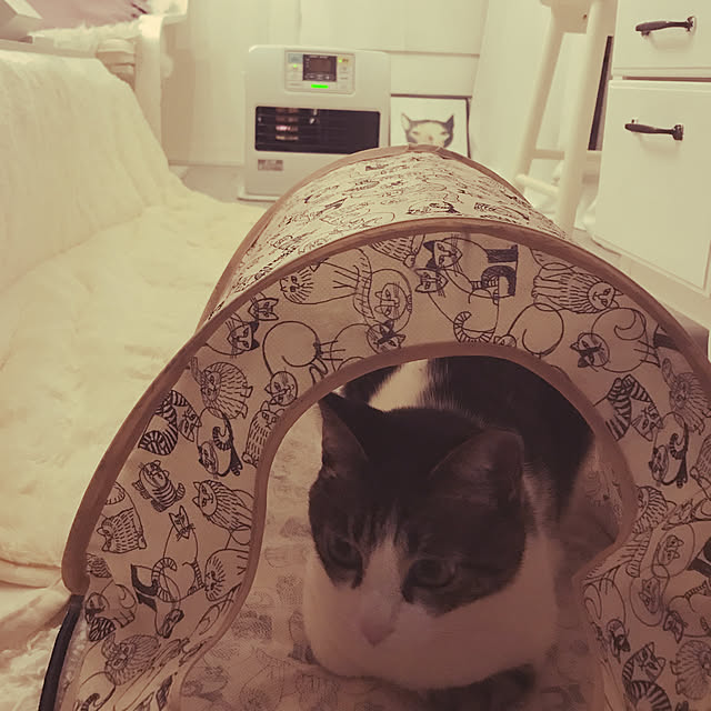 Shihoさんの実例写真