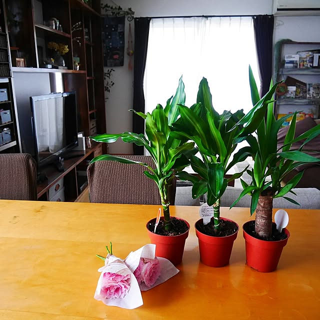 andante365さんの実例写真