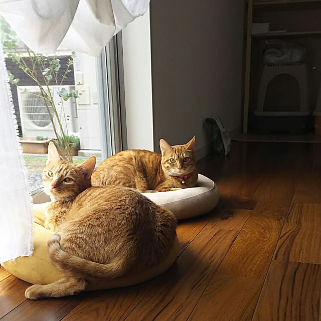 37さんの実例写真