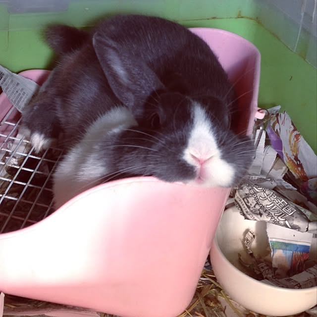 usaさんの実例写真
