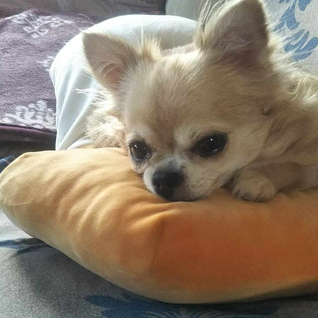 kiraさんの実例写真
