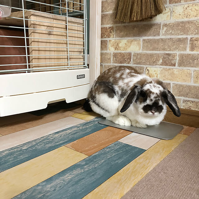 snowさんの実例写真