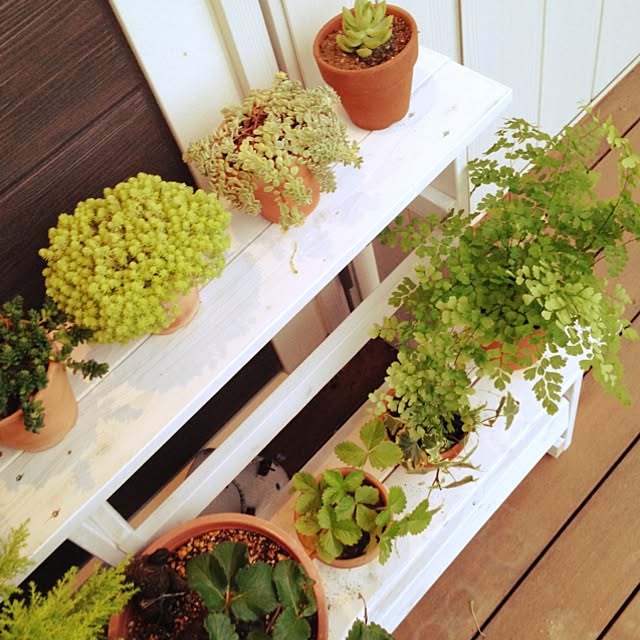 玄関/入り口/植物/ハンドメイド/多肉植物のインテリア実例 - 2014-06-25 14:00:56
