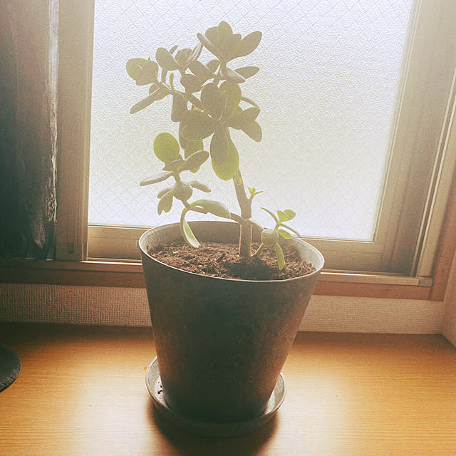 yukkinさんの実例写真
