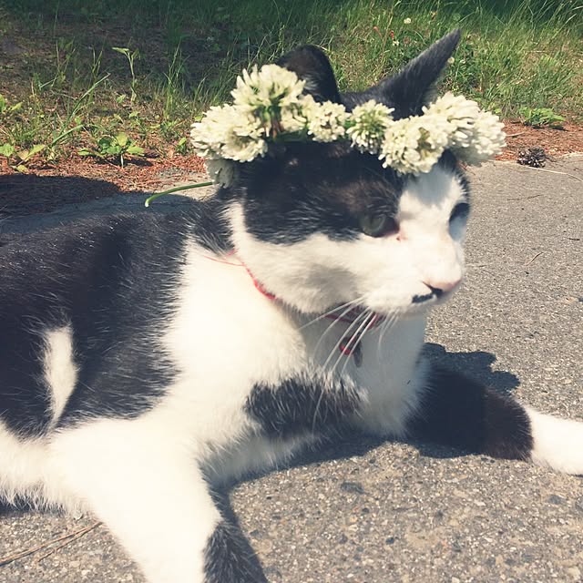 実例写真