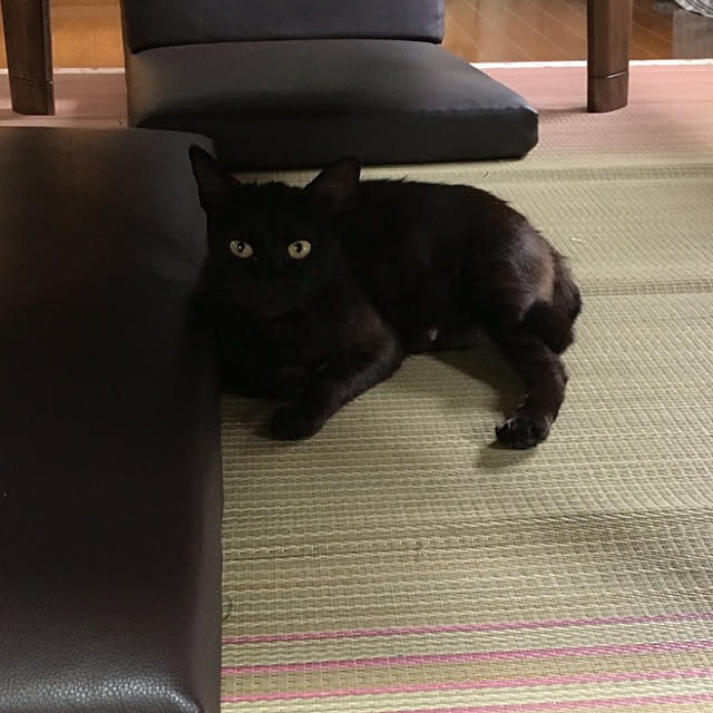 Sayaさんの実例写真