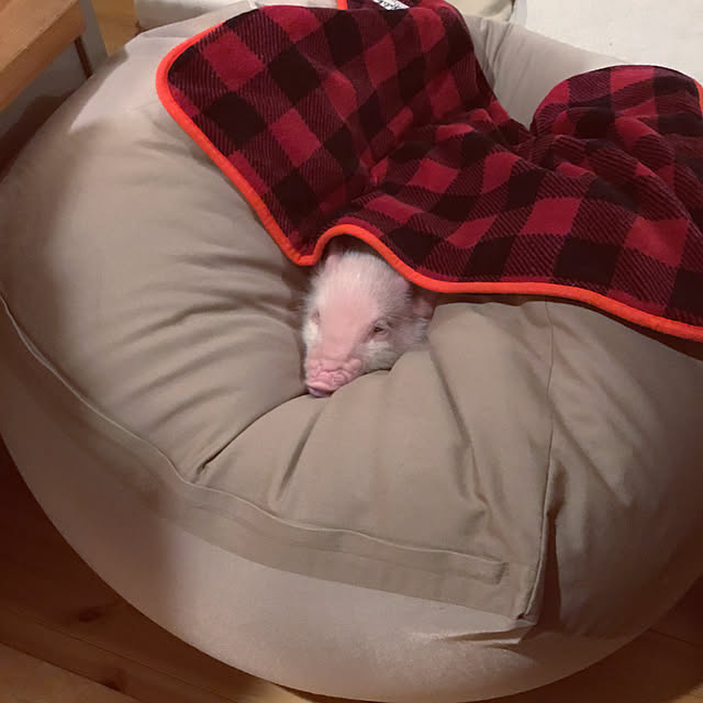 UGさんの実例写真