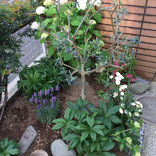 Masatoshiさんの実例写真