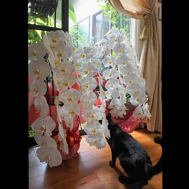 aromameさんの実例写真