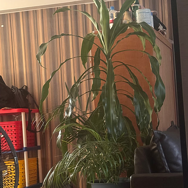 ayakaさんの実例写真