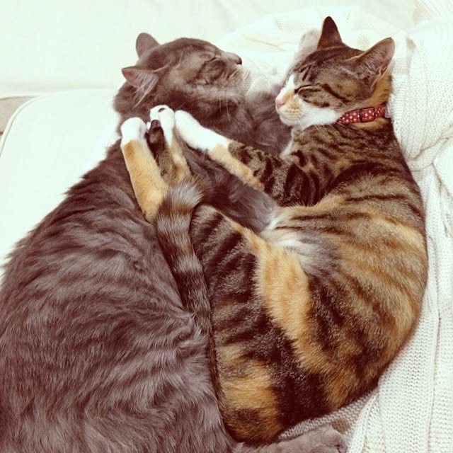 shonekoさんの実例写真