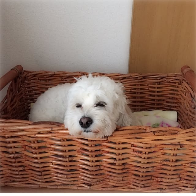 noelaniさんの実例写真