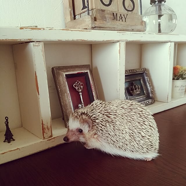 kuruさんの実例写真