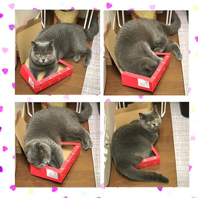 kittyさんの実例写真