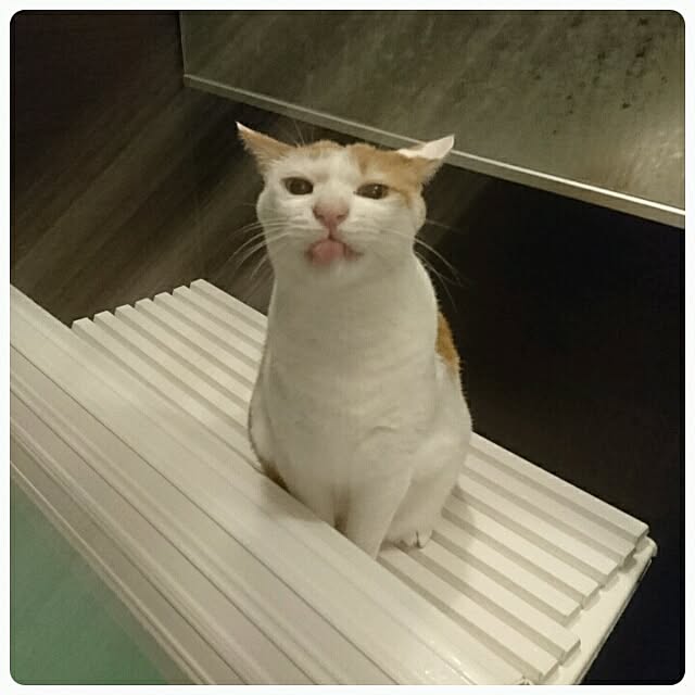 porinさんの実例写真
