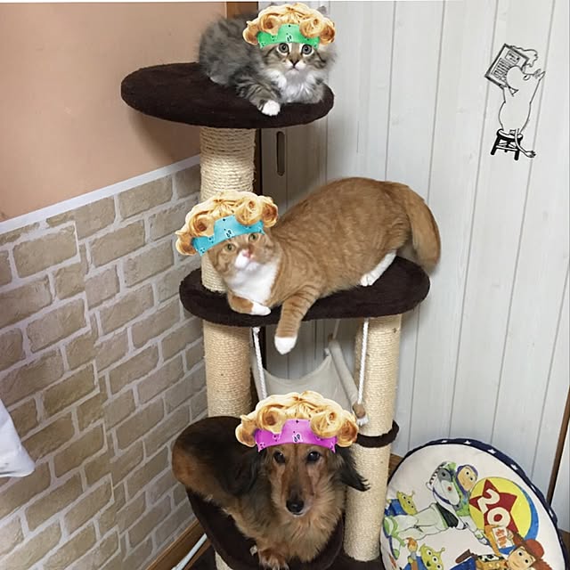 CATさんの実例写真