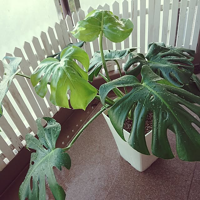 hopkeiさんの実例写真