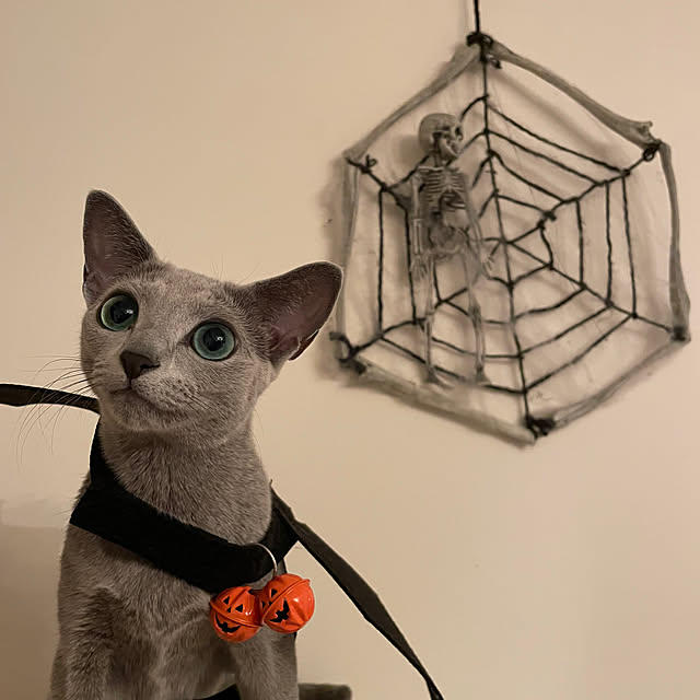 chicaさんの実例写真