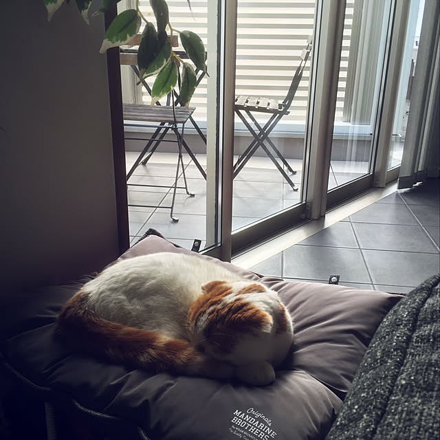 shir0さんの実例写真