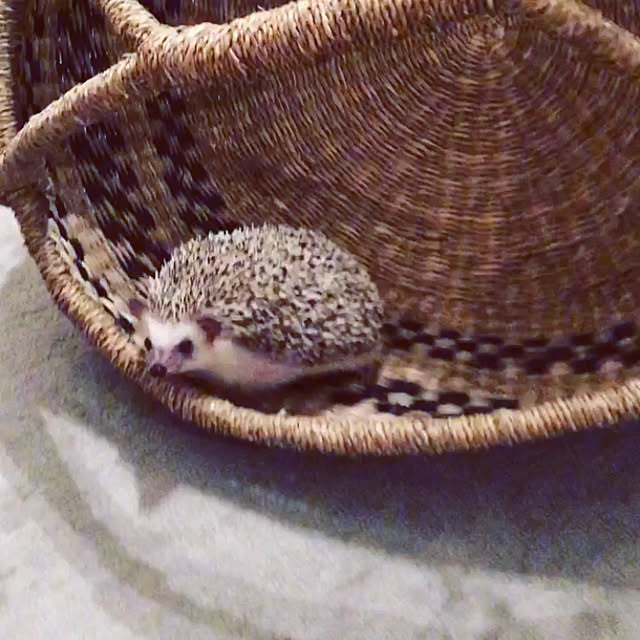 saokoさんの実例写真