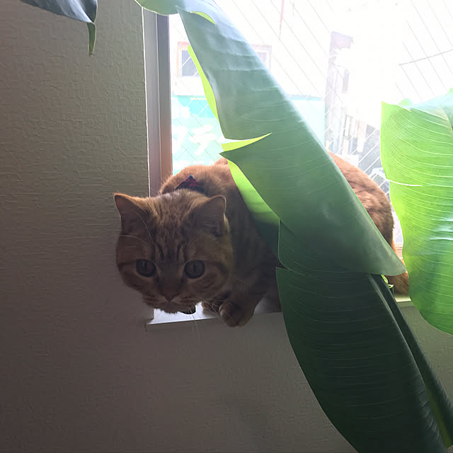 pekoさんの実例写真