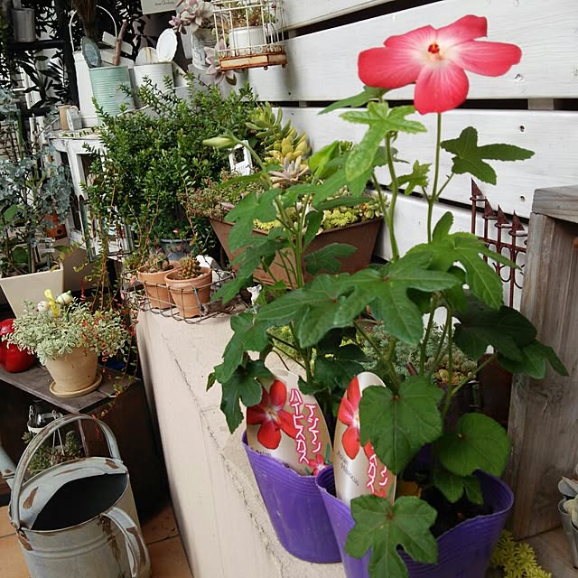 kokkomachaさんの実例写真