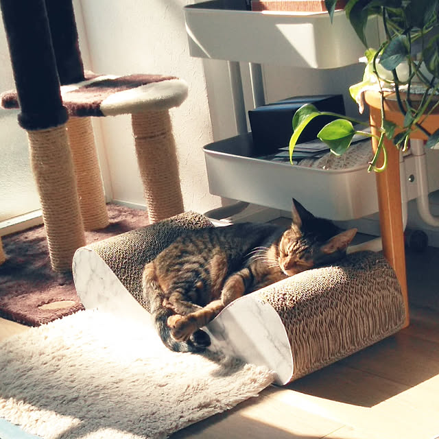 futukoのペティオ (Petio)-キャットタワー 猫タワー 据え置き型 ケージ ゲージ おしゃれ アドメイト Add.Mate 猫のおあそびポール お魚ファミリー ハイタイプ 室内の家具・インテリア写真