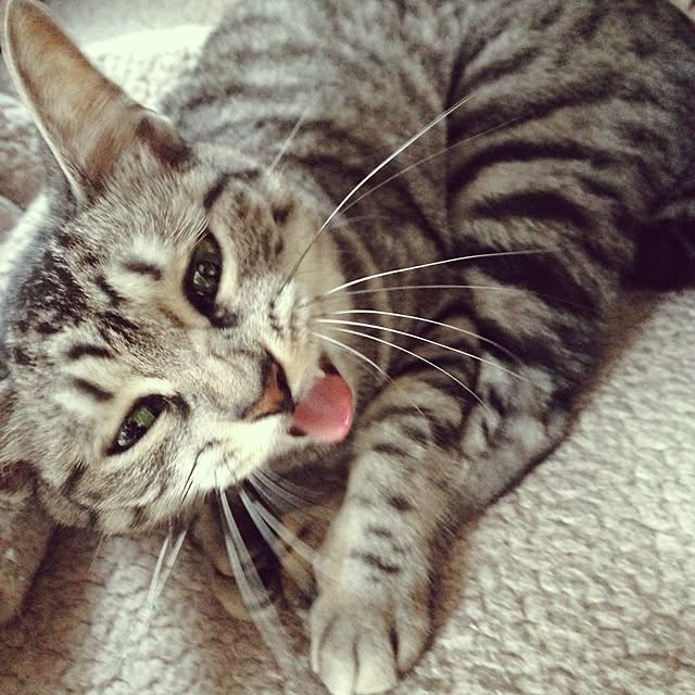 kokedamaさんの実例写真