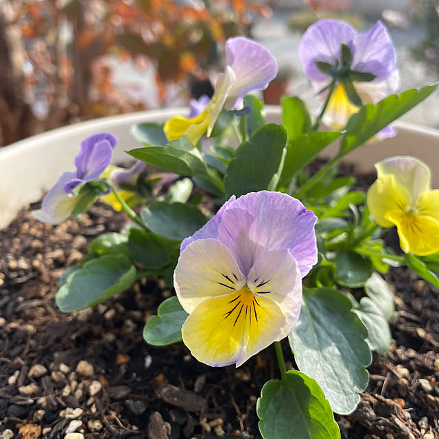 ronronさんの部屋