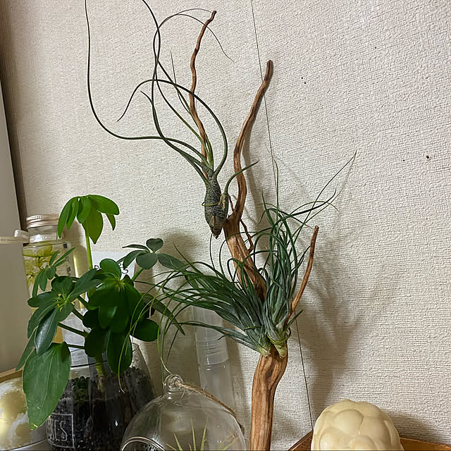 cranemaiさんの実例写真