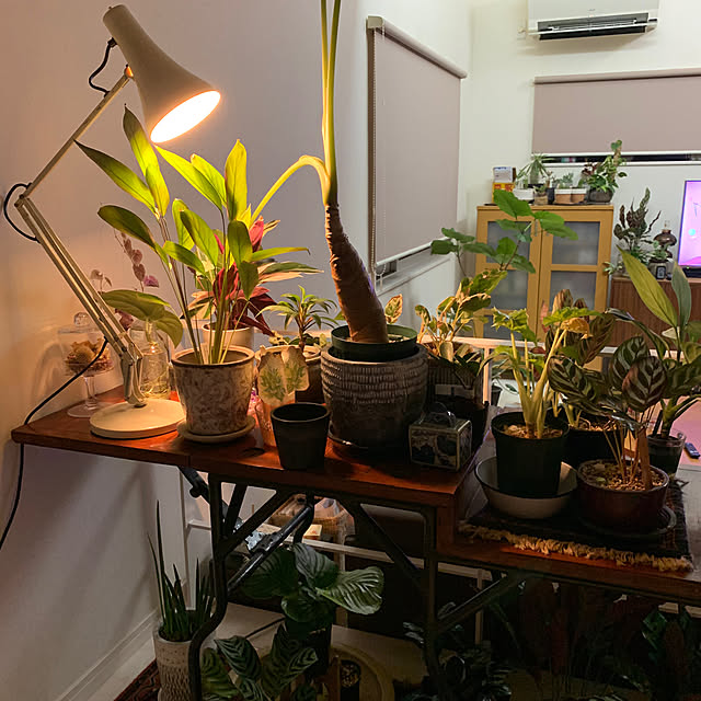 luluさんの部屋