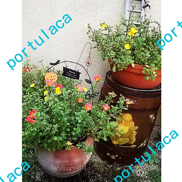 portulacaさんの実例写真