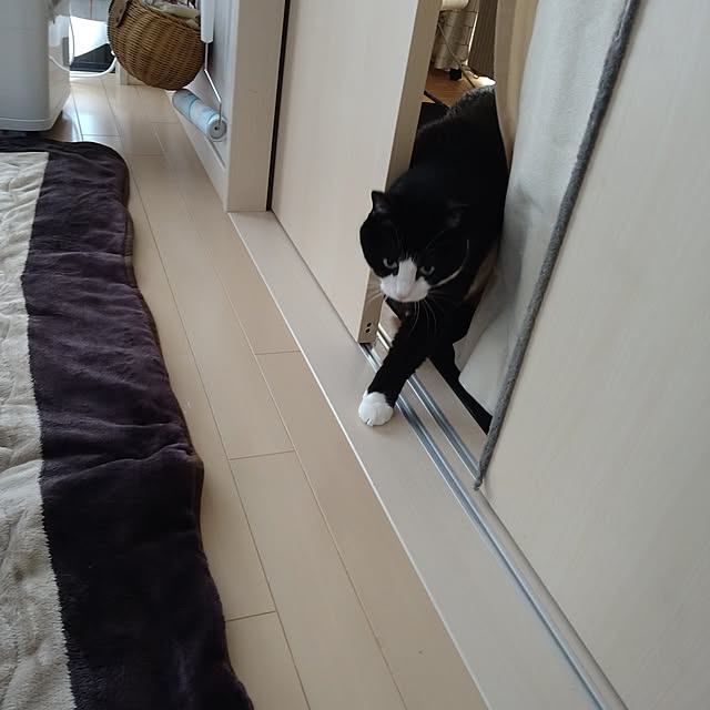 koromaroさんの部屋