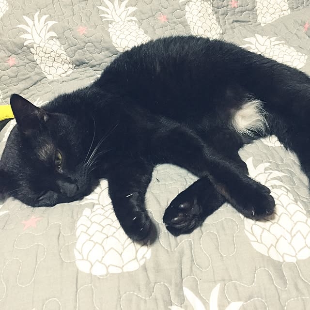 vivienne.coco-keiさんの実例写真