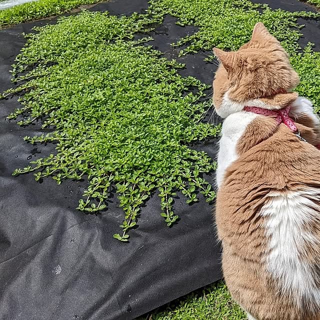 Kurapia_channelさんの実例写真