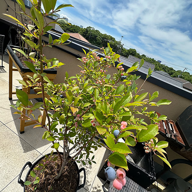 lemonadeさんの部屋